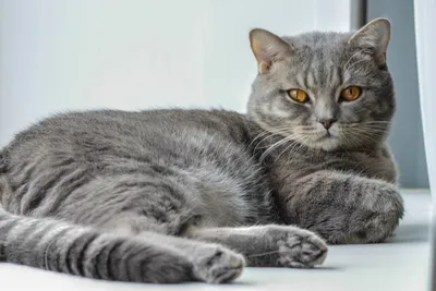 Британский кот - стандарт британской породы кошек - SunRay