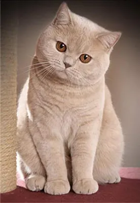 Британская прямоухая кошка (57 фото)
