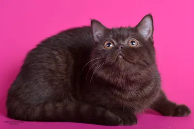 Фото британских котят шоколадного окраса 