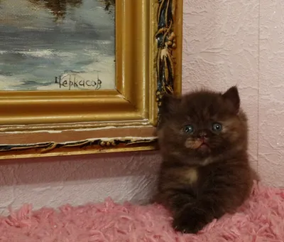 Британский короткошерстный котенок шоколадного окраса, девочка, от моего  Принца -Котята из предыдущих пометов. Нажимайте на строку для просмотра  фотографий потомства. -Британские котята