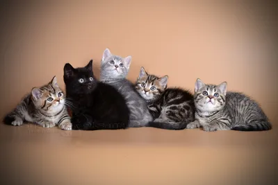 Помет Q, британские котята, рожденные 12.12.2015г. CH. EMMANUIL BENTLEY  MUR*BY + CH. HONDA CHOCOLATE MK