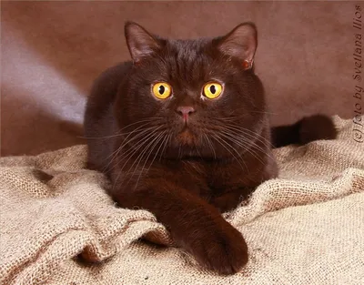 Шоколадный окрас британских кошек. Фото британских кошек, котов, котят  шоколадного окраса. Шоколадные британцы: стандарт окраса