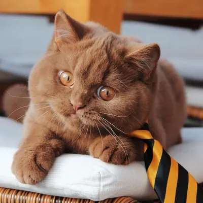 Окрасы британских кошек | ВКонтакте