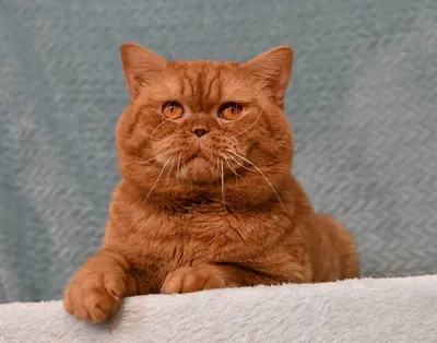 2016-09-08 - Британские шоколадные котята (Litter-A2) - Питомник GALA-CAT