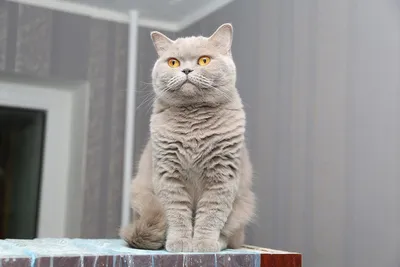 Британский котенок шоколадного дымчатого окраса Berlin MeowClub *BY