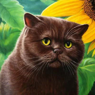 British kittens from Wonder-Plush Cattery, плюшевые британские котята -  Бывают ли британцы с голубыми глазами? . Очень часто, посмотрев фото котят  в инстаграмме, меня спрашивают \"такого же котенка, только с оранжевым  глазами\".... .