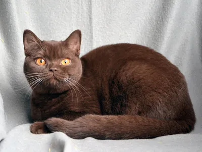 Британская длинношерстная - порода кошки, фото и описание | Окрас | Pet-Yes