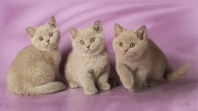 Британские лиловые и шоколадные котята! Есть недорогие!