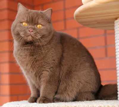 Окрас золотая шиншилла у британских кошек - разновидности золотистых  шиншилл среди британцев