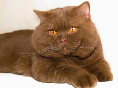 Фотогалерея \"Британцы и скоттиши\" - \"Британский кот окраса шоколадный  пойнт\" - Фото породистых и беспородных кошек и котов.