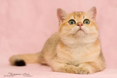 Британская шоколадная кошка, кот британец окраса циннамон: фото котят,  генетика