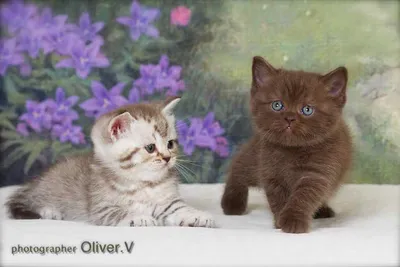 Редкие окрасы кошек: красный солид, шоколад, лиловый (лайлак), фавн,  шиншилла - Питомцы Mail.ru