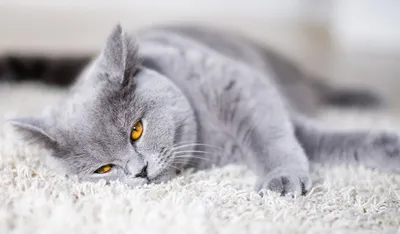 Британские котята (Litter-U) - 21 Августа 2015 - Питомник GALA-CAT