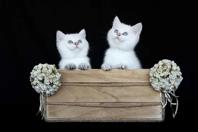 Голубые, кремовые и биколорные британские котята (Litter-S2) - 4 Июня 2021  - Питомник GALA-CAT