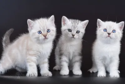 Давайте подумаем, чем же так отличаются породистые котята от простых котят.  | Питомник британских кошек Silvery Snow. Голубые британские котята. | Дзен