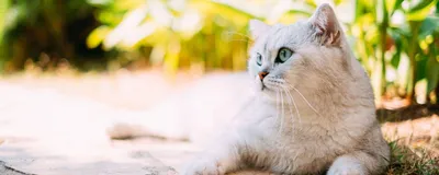 Британская кошка - описание породы кошек: характер, особенности поведения,  размер, отзывы и фото - Питомцы Mail.ru