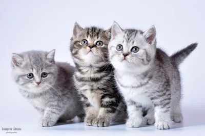 Фотосессия британских котят табби окрасов от фотографа-анималиста