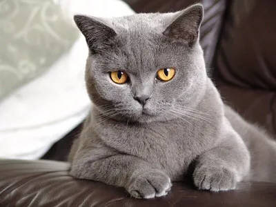 Британская короткошерстная кошка - характер, уход, питание и болезни породы  - КЛУБ 4Л ЛАПЫ