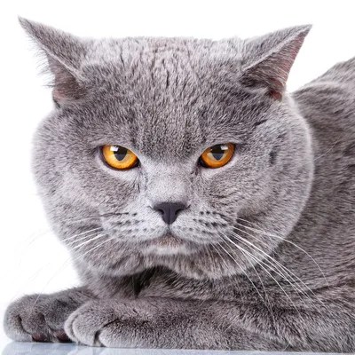Британская короткошерстная кошка: характеристики породы, фото, правила  ухода и содержания - Petstory