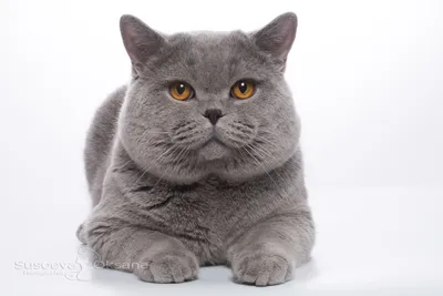Фото британских котов серого цвета 