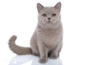Британская короткошёрстная кошка — Википедия