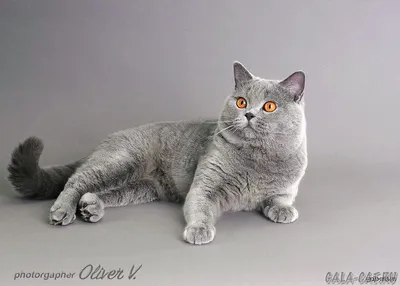 Кошек породы британец серого цвета - картинки и фото koshka.top