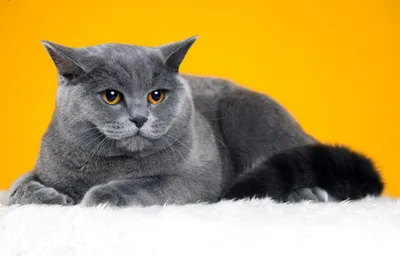 Alfavet - Британская короткошёрстная кошка 🐈❤ Британская кошка —  очаровательное плюшевое создание с круглой мордашкой и игривыми золотыми  глазками. Ее так и хочется утащить с собой под одеяло, как любимую игрушку в