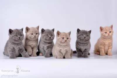 Британская длинношерстная кошка | Коты и Кошатники Вики | Fandom