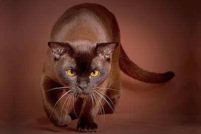 Бурманская кошка (бурма): фото, харакетр, котята, описание породы бурманский  кошек | Блог зоомагазина Zootovary.com