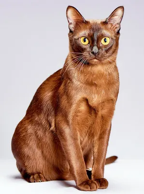 Бурманская короткошерстная кошка. Описание породы, характер, фото, бурманские  котята.