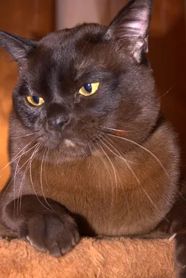Бурманская кошка купить в Москве, фото и цена котенка в питомнике
