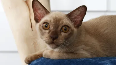 Бурманская кошка: фото, характер, описание породы
