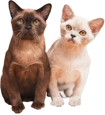 Бурманские коты - Питомник бурманских кошек Bugsy