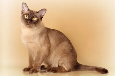 Бурманская кошка - КОТ В ДОМЕ