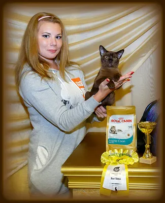 OlySa Ray - Рады приветствовать Вас на странице Тихорецкого питомника кошек  породы ЕВРОПЕЙСКАЯ БУРМА OlySa Ray