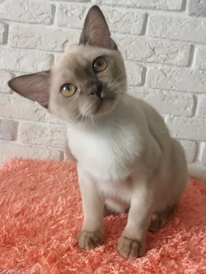 Продажа котенка бурманской кошки в Москве возрастом 6.5 месяца за 70000  руб. - Питомники кошек