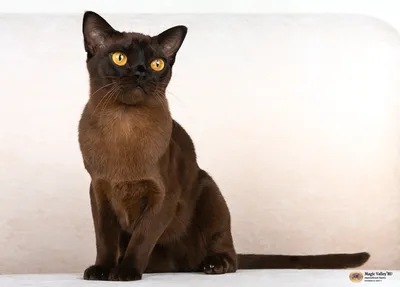 Европейская бурманская кошка - «О главной \"ФИШКЕ\" бурманских кошек» | отзывы