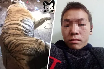 В результате конфликтной ситуации с тигром погиб человек | Пикабу