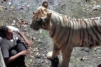 В Калининграде тигр напал на сотрудника зоопарка :: Новости :: ТВ Центр