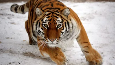 Бенгальский тигр: Альфа хищник в деле! Правила охоты крупнейшей кошки |  Книга животных | Дзен