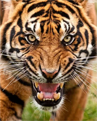 Портрет человека с тигром стоковое изображение. изображение насчитывающей  кошачий - 164248831