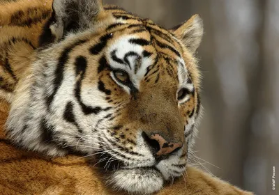Обломаны клыки и нет зуба: стало известно состояние амурского тигра,  который напал на охотоведа в Хабаровском крае - KP.RU