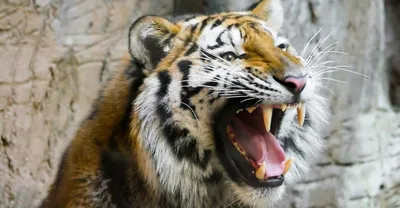 Человек тигр с природной мачетой в…» — создано в Шедевруме