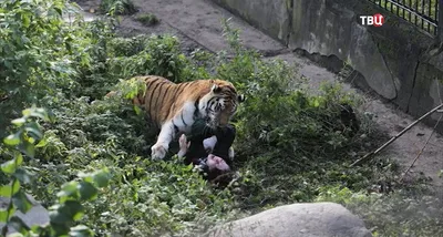 Человек-тигр от Papo за 1 908 руб., купить на Kidsen.ru Арт. 38954
