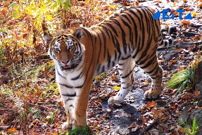 Чехии необходим закон о защите тигра от человека | Radio Prague  International