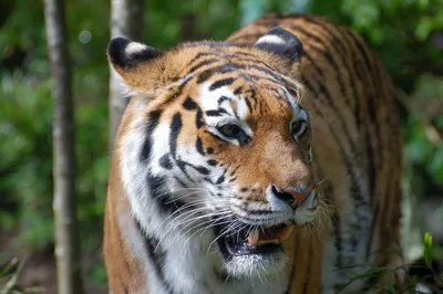 Тигр убил человека в Хабаровском крае