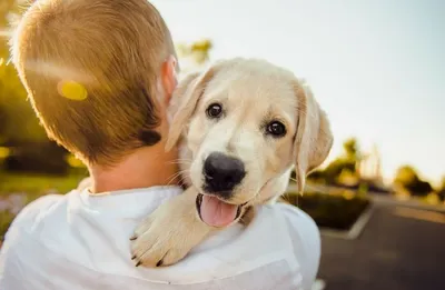 Собака и человек: как мы помогаем друг другу? История дружбы и приручения собаки  человеком