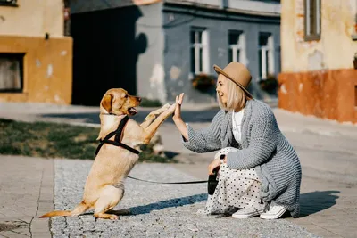 Почему люди с собаками воспринимаются как более благополучные, чуткие и  коммуникабельные? - Москвич Mag