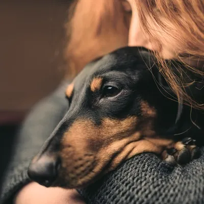 Собакотерапия - как собаки влияют на жизнь и здоровье человека 🐕