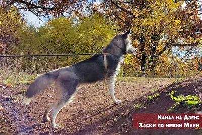 Человек с собакой стоковое изображение. изображение насчитывающей прогулка  - 200189815